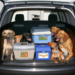 5 tips til sikker og behagelig hundetransport med hunderamper