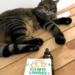 Erfaringsrapport: Min Kat har ændret sig Til Det Bedre efter at Have Taget CBD Olie